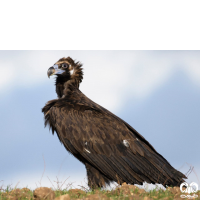 گونه کرکس سیاه Eurasian Black Vulture